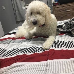 Meet your Posher, Allison